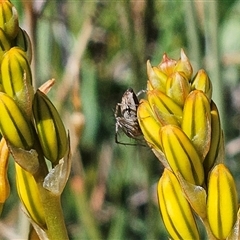 Oxyopes sp. (genus) (Lynx spider) at Weetangera, ACT - 20 Oct 2024 by sangio7