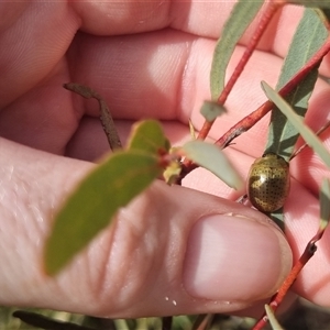 Paropsisterna inspersa at Bungendore, NSW - suppressed