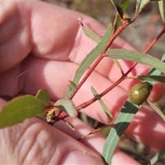 Paropsisterna inspersa at Bungendore, NSW - suppressed