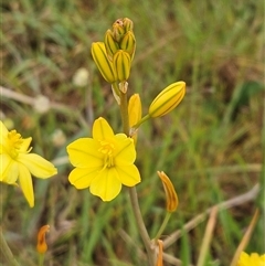 Bulbine bulbosa (Golden Lily, Bulbine Lily) at Weetangera, ACT - 23 Oct 2024 by sangio7