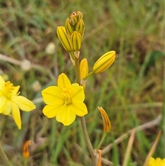 Bulbine bulbosa (Golden Lily, Bulbine Lily) at Weetangera, ACT - 22 Oct 2024 by sangio7