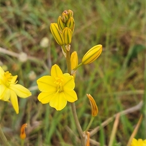 Bulbine bulbosa at Weetangera, ACT - 23 Oct 2024 07:32 AM