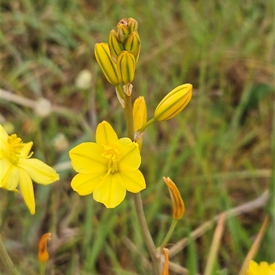 Bulbine bulbosa (Golden Lily, Bulbine Lily) at Weetangera, ACT - 23 Oct 2024 by sangio7