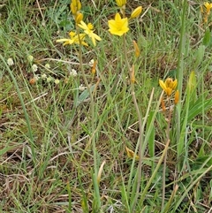 Bulbine bulbosa at Weetangera, ACT - 23 Oct 2024 07:32 AM