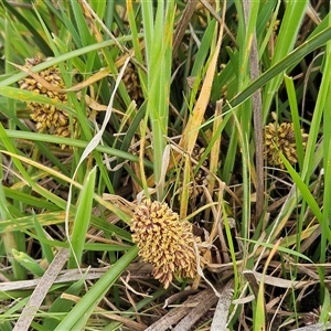 Lomandra multiflora at Weetangera, ACT - 23 Oct 2024