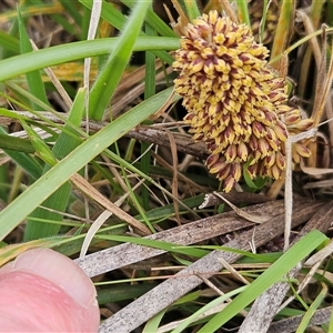 Lomandra multiflora at Weetangera, ACT - 23 Oct 2024