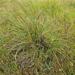 Lomandra multiflora at Weetangera, ACT - 23 Oct 2024