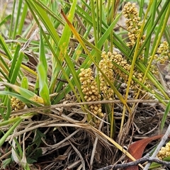 Lomandra filiformis subsp. filiformis (Wattle Matrush) at Weetangera, ACT - 23 Oct 2024 by sangio7