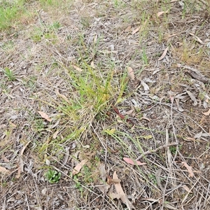 Lomandra filiformis subsp. filiformis at Weetangera, ACT - 23 Oct 2024