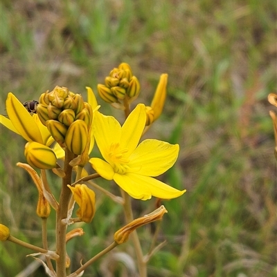 Bulbine bulbosa (Golden Lily, Bulbine Lily) at Weetangera, ACT - 23 Oct 2024 by sangio7