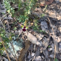 Caladenia parva (Brown-clubbed Spider Orchid) at Kambah, ACT - 24 Oct 2024 by jac