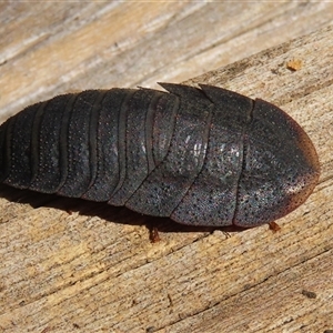 Laxta granicollis at Macarthur, ACT - 24 Oct 2024 09:58 AM