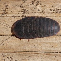 Laxta granicollis at Macarthur, ACT - 24 Oct 2024 09:58 AM