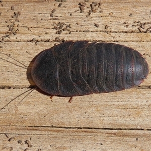 Laxta granicollis at Macarthur, ACT - 24 Oct 2024 09:58 AM