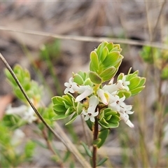 Brachyloma daphnoides (Daphne Heath) at Weetangera, ACT - 22 Oct 2024 by sangio7