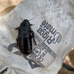 Panesthia australis (Common wood cockroach) at Dunbogan, NSW - 24 Oct 2024 by Nette