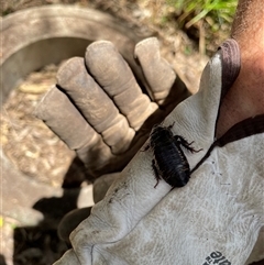 Panesthia australis at Dunbogan, NSW - 24 Oct 2024