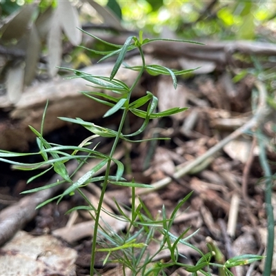 Asparagus aethiopicus at Dunbogan, NSW - 24 Oct 2024 by Nette