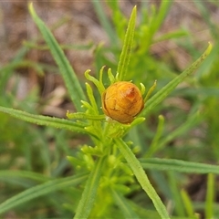 Xerochrysum viscosum (Sticky Everlasting) at Weetangera, ACT - 23 Oct 2024 by sangio7