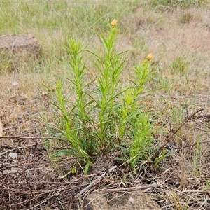 Xerochrysum viscosum at Weetangera, ACT - 23 Oct 2024 08:16 AM