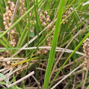 Lomandra filiformis subsp. coriacea at Weetangera, ACT - 23 Oct 2024