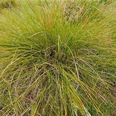 Lomandra filiformis subsp. coriacea at Weetangera, ACT - 23 Oct 2024