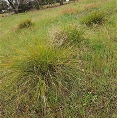 Lomandra filiformis subsp. coriacea at Weetangera, ACT - 23 Oct 2024 08:18 AM