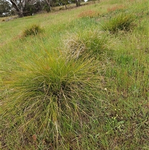 Lomandra filiformis subsp. coriacea at Weetangera, ACT - 23 Oct 2024 08:18 AM