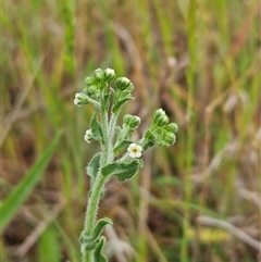 Hackelia suaveolens (Sweet Hounds Tongue) at Weetangera, ACT - 23 Oct 2024 by sangio7