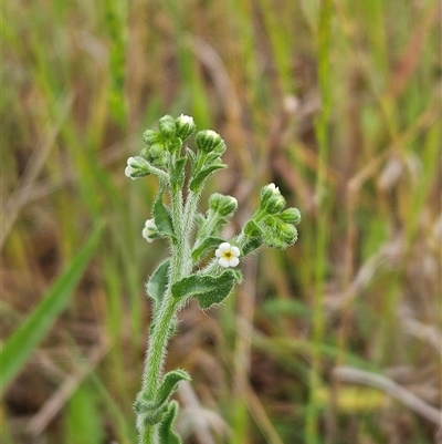 Hackelia suaveolens (Sweet Hounds Tongue) at Weetangera, ACT - 23 Oct 2024 by sangio7