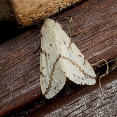 Ardices canescens (Dark-spotted Tiger Moth) at Higgins, ACT - 22 Oct 2024 by AlisonMilton