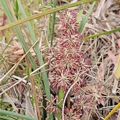 Lomandra multiflora (Many-flowered Matrush) at Weetangera, ACT - 23 Oct 2024 by sangio7