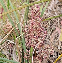 Lomandra multiflora (Many-flowered Matrush) at Weetangera, ACT - 22 Oct 2024 by sangio7