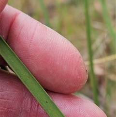 Lomandra multiflora at Weetangera, ACT - 23 Oct 2024