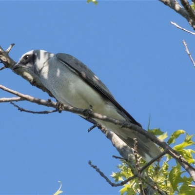 Coracina novaehollandiae (Black-faced Cuckooshrike) at Higgins, ACT - 20 Oct 2024 by AlisonMilton