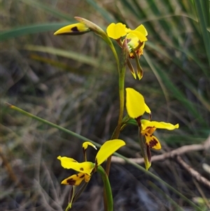 Diuris sulphurea at Captains Flat, NSW - 24 Oct 2024