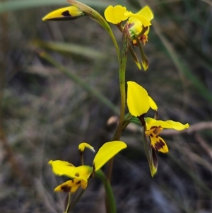 Diuris sulphurea at Captains Flat, NSW - 24 Oct 2024