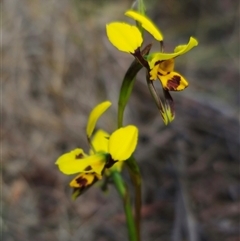 Diuris sulphurea at Captains Flat, NSW - 24 Oct 2024