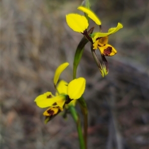 Diuris sulphurea at Captains Flat, NSW - 24 Oct 2024