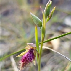 Calochilus robertsonii (Beard Orchid) at Captains Flat, NSW - 24 Oct 2024 by Csteele4