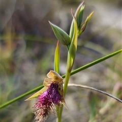 Calochilus robertsonii at Captains Flat, NSW - suppressed