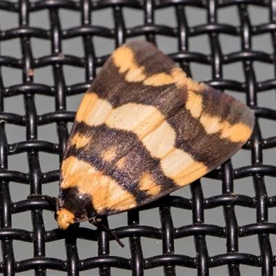 Thallarcha partita (Dark-banded Footman) at Higgins, ACT - 18 Oct 2024 by AlisonMilton