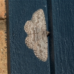 Psilosticha absorpta (Fine-waved Bark Moth) at Higgins, ACT - 18 Oct 2024 by AlisonMilton