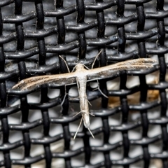 Megalorhipida leucodactyla (Spiderling Moth) at Higgins, ACT - 18 Oct 2024 by AlisonMilton