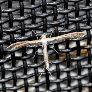 Megalorhipida leucodactyla at Higgins, ACT - 18 Oct 2024 02:24 PM