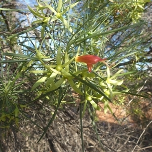 Eremophila oldfieldii at Menzies, WA by Paul4K