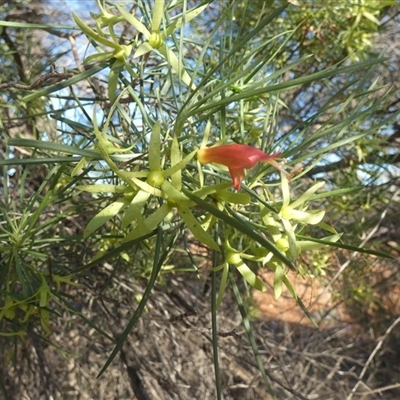 Eremophila oldfieldii at Menzies, WA - 15 Sep 2024 by Paul4K