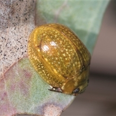 Paropsisterna cloelia (Eucalyptus variegated beetle) at Latham, ACT - 24 Oct 2024 by AlisonMilton