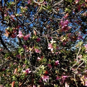 Eremophila alternifolia at Menzies, WA by Paul4K