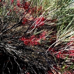Unverified Other Shrub at Menzies, WA - 15 Sep 2024 by Paul4K